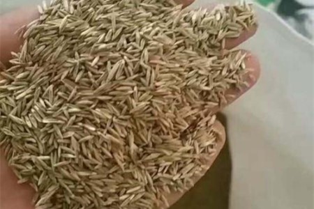 黑麦草什么时候播种，需要怎么播种？