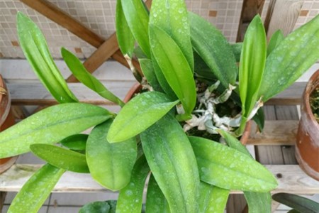 卡特兰为什么不开花，怎么做它才能开花？