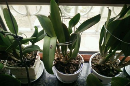 卡特兰为什么不开花，怎么做它才能开花？