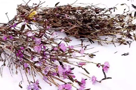 干枝杜鹃怎么生根，可以水养生根吗？