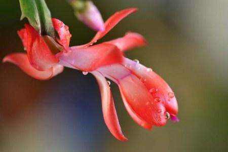 蟹爪兰的养殖方法，怎么施肥