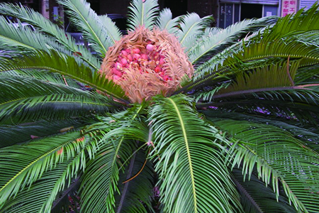 铁树开花吗，怎么种植才能开花？