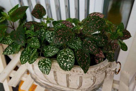 红点草的养殖方法和注意些什么