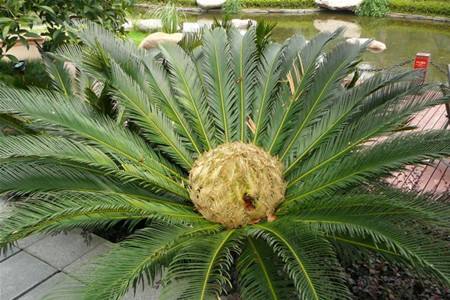 铁树开花吗，怎么种植才能开花？
