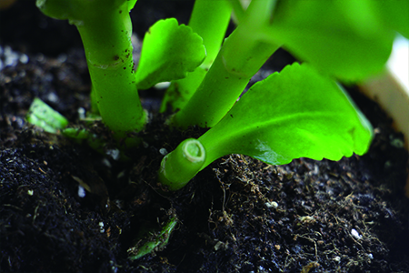 长寿花叶子为什么发软,解决办法