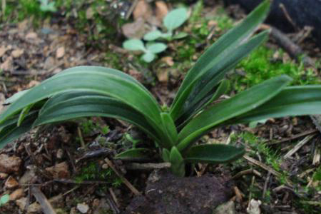 天逸兰怎么种植，怎么促使它开花？