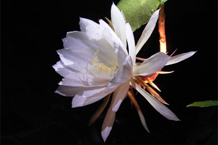 昙花为什么在晚上开花,为什么只能一现?