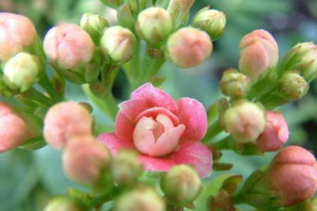 新买的长寿花需要浇水吗，之后怎么种植护