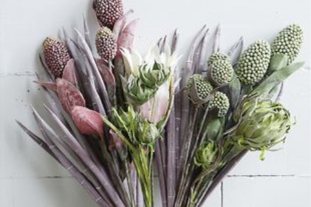 昙花为什么在晚上开花,为什么只能一现?