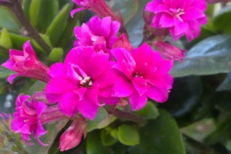 新买的长寿花需要浇水吗，之后怎么种植护