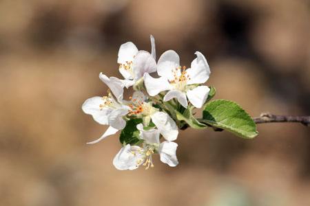 春天有什么花，有什么特点