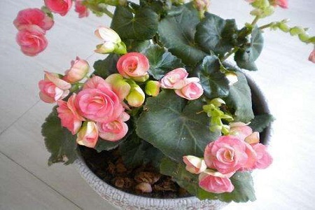 四季海棠怎么种植,怎么繁殖