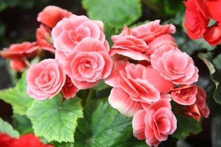 四季海棠怎么种植,怎么繁殖