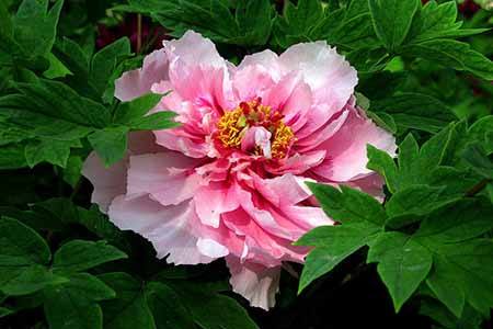 春天有什么花，有什么特点