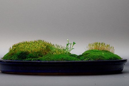 苔藓盆景自制方法（附养护方法）