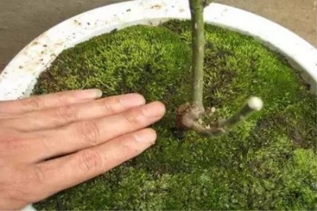 苔藓盆景自制方法（附养护方法）