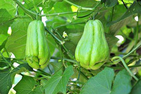 佛手瓜怎么繁殖,分别怎么操作