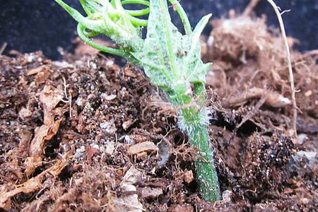 佛手瓜怎么繁殖,分别怎么操作