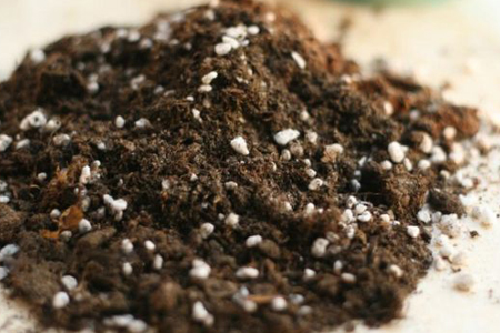 玉露的养殖方法，用什么土