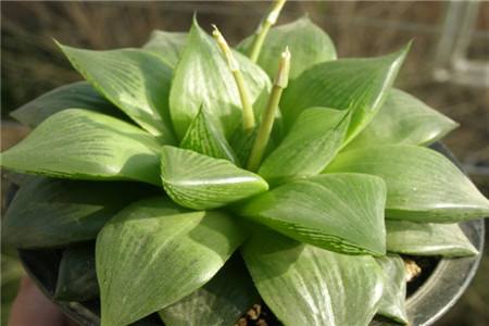 玉露的养殖方法,用什么土