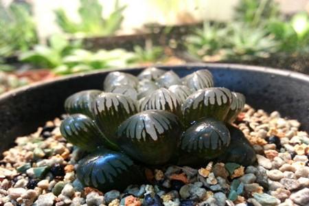 玉露的养殖方法,用什么土