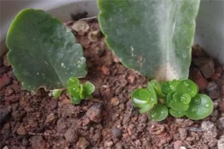 长寿花叶插方法，选在什么时间