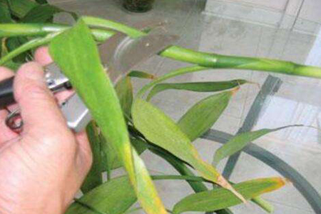 水培富贵竹,有什么方法和注意些什么