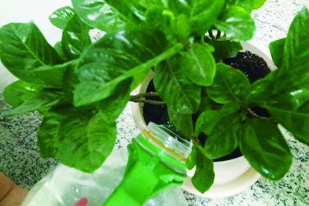 栀子花家庭怎么养,要要注意什么