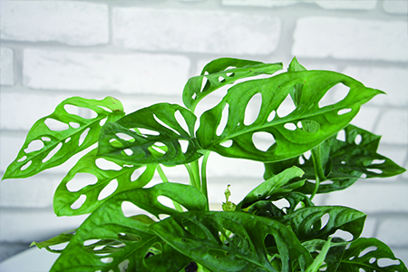 龟背竹怎么种植，养在家中怎么样