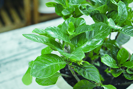 栀子花家庭怎么养,要要注意什么