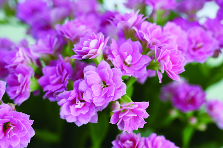 长寿花怎么种植,要要注意什么