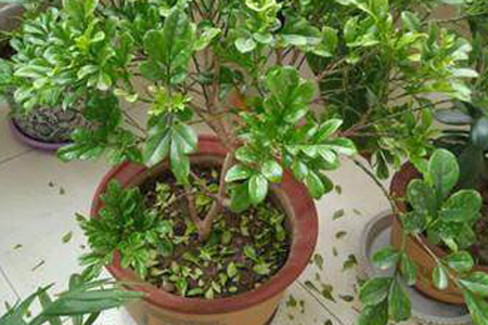 米兰掉叶子是啥原因,怎么解决