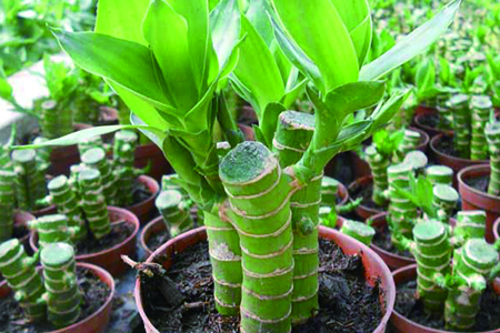 富贵竹怎么水培,怎么土培