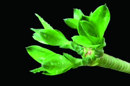 富贵竹怎么水培,怎么土培