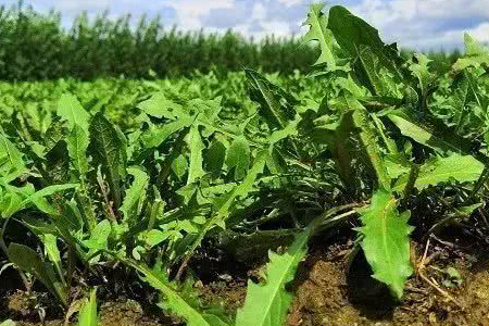 多裂蒲公英怎么种植，用什么土