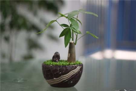 发财树怎么种植，要要注意什么