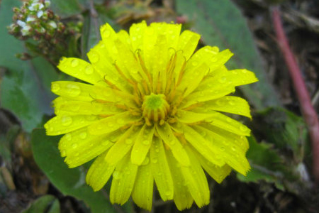 多裂蒲公英怎么种植，用什么土