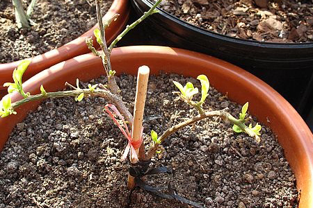 三角梅的栽培方法,有什么注意些什么