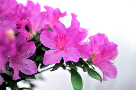 杜鹃花怎么种植,怎么施肥