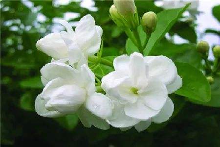 茉莉花怎么种植，要要注意什么