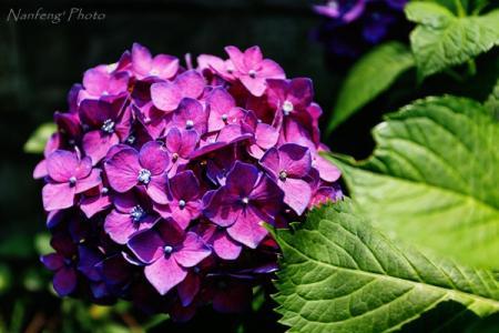 绣球花什么时候开花，不开花的原因