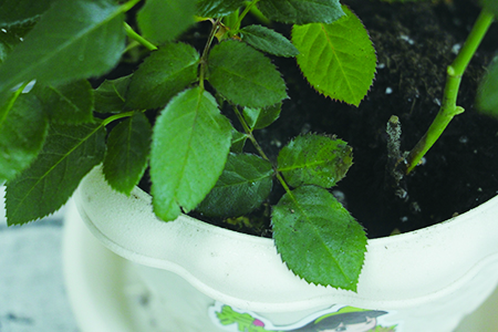 月季花怎么种植,要要注意什么