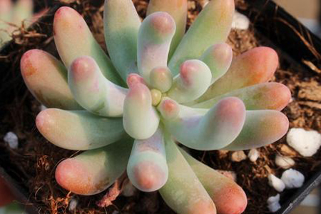 乙女心多肉怎么种植,用什么土