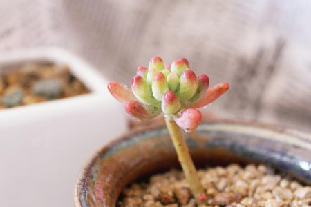 乙女心多肉怎么种植,用什么土