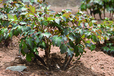 牡丹花怎么种植,有什么要要注意的