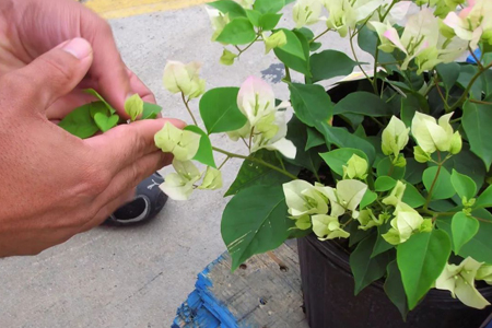 三角梅怎么种植家庭养法（附过冬方法）