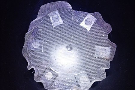 郁金香怎么种植，种好后怎么种植护？