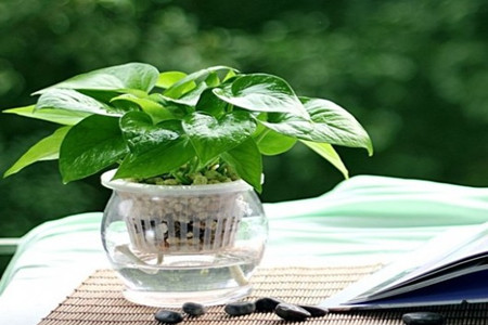 绿萝怎么水养,土养要要注意什么