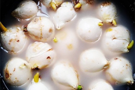 郁金香怎么种植，种好后怎么种植护？