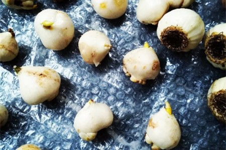 郁金香怎么种植，种好后怎么种植护？